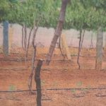 ರಾಜಕೀಯ ದ್ವೇಷಕ್ಕೆ ದ್ರಾಕ್ಷಿ ಗಿಡಗಳ ಬಲಿ ..