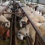 ಕುರಿ ಮತ್ತು ಮೇಕೆ ಸಾಕಾಣಿಕೆ ತರಬೇತಿಗೆ ಅರ್ಜಿ ಆಹ್ವಾನ.