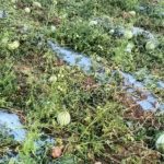 ಗುಡುಗು, ಸಿಡಿಲು ಮತ್ತು ಗಾಳಿಯೊಂದಿಗೆ ಮಳೆಯ ಆರ್ಭಟ :ರೈತರ ಬೆಳೆಗಳಿಗೆ ಭಾರೀ ಹಾನಿ