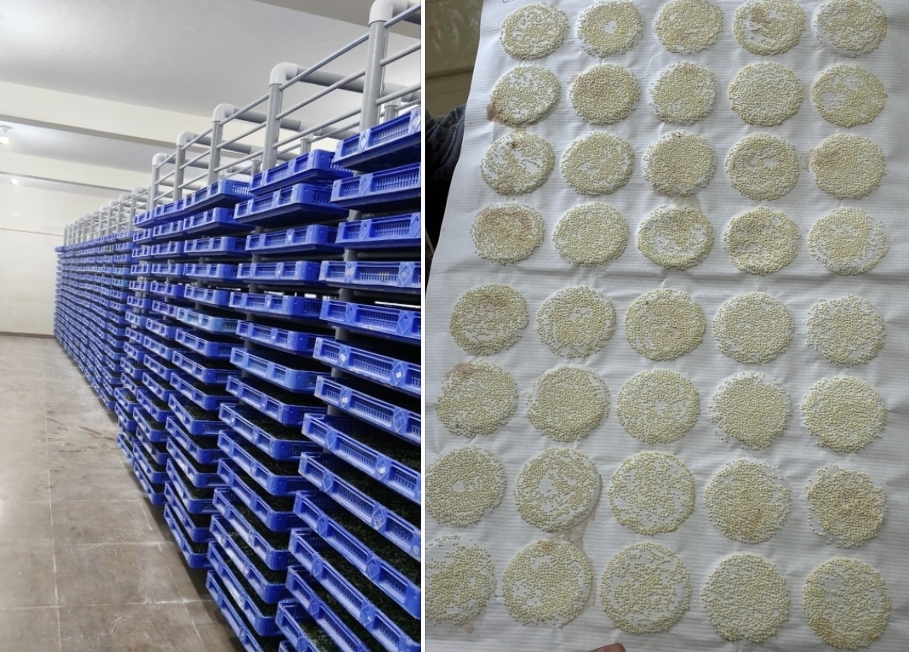 ದುಬಾರಿಯಾದ ರೇಷ್ಮೆ ಚಾಕಿ ಹುಳ, ಕಂಗಾಲಾದ ರೇಷ್ಮೆ ಬೆಳೆಗಾರರು