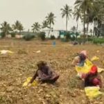 ಆಲೂಗಡ್ಡೆಗೆ ಬೆಂಬಲ ಬೆಲೆ ಸಿಗದೆ ರೈತರು ಕಂಗಾಲು