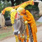 ವರಕೋಡು ಬೀರೇಶ್ವರಸ್ವಾಮಿ ದೇಗುಲ ಬಸವ ಇನ್ನಿಲ್ಲ ಬಸವನನ್ನು ಮೆರವಣಿಗೆ ಮೂಲಕ ಗ್ರಾಮಗಳಲ್ಲಿ ವಿಶೇಷ ಪೂಜೆ ಸಲ್ಲಿಸಿ ಅಂತ್ಯಕ್ರಿಯೆ