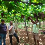 ದ್ರಾಕ್ಷಿಗೆ ಬಂಪರ್ ಬೆಲೆ: ಬೆಳೆಗಾರರ ಮೊಗದಲ್ಲಿ ಅರಳಿದ ಸಂತಸ