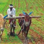 ಕೃಷಿಕರ ನಿರೀಕ್ಷೆ,….  ಅನ್ನದ ಋಣ ಮರೆತ ರಾಜಕಾರಣಿಗಳು,…..