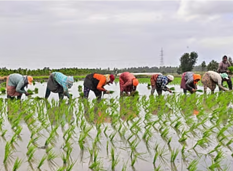 ಮಳೆ ಇಲ್ಲ ಬೆಳೆ ತೆಗಿಬೇಡಿ 