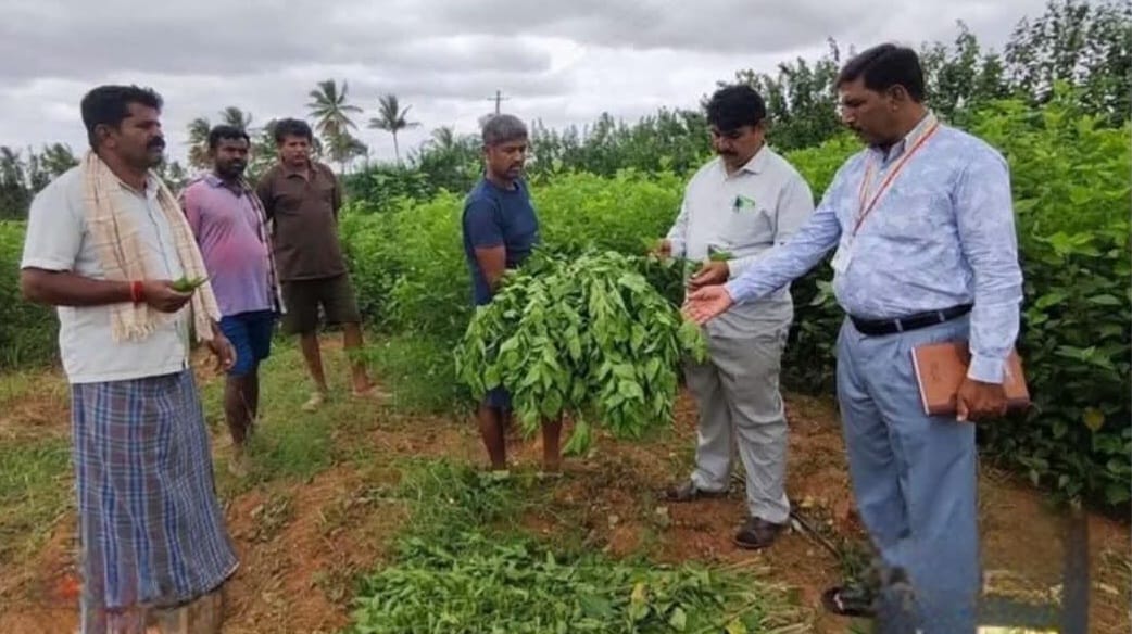 ವರದನಾಯಕನಹಳ್ಳಿ ಗ್ರಾಮದ ರೈತ ಜಗದೀಶ್‌ ಅವರ ಹಿಪ್ಪುನೇರಳೆ ತೋಟಕ್ಕೆ ಅಪರಿಚಿತರು ವಿಷಕಾರಿ ರಾಸಾಯನಿಕ ಸಿಂಪಡಣೆ ಸೊಪ್ಪಿಗೆ ಹಾನಿ !