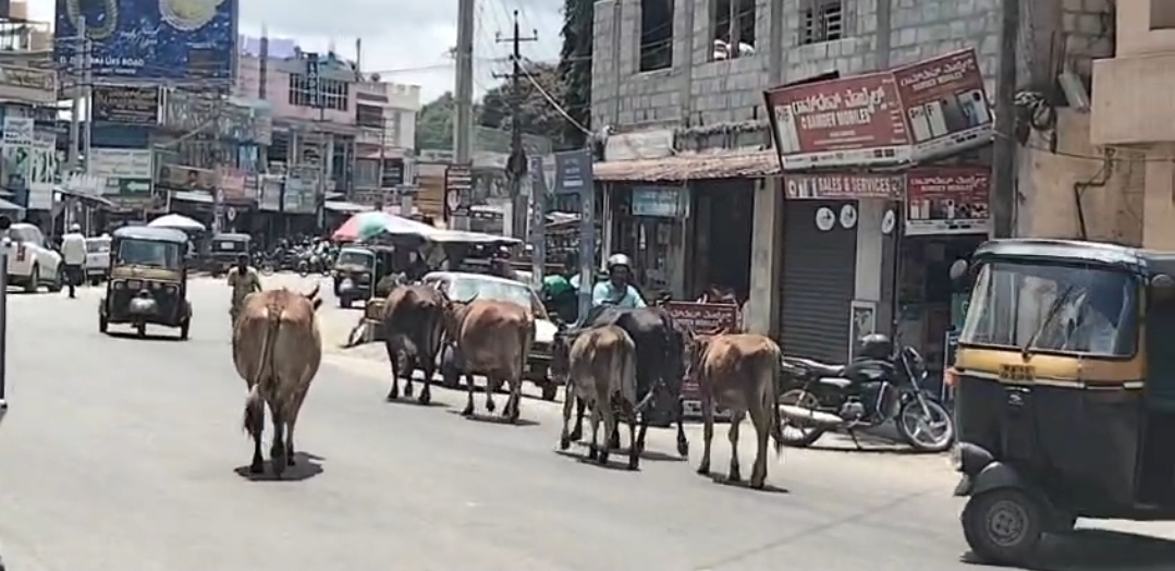 ಕುಶಾಲನಗರದ ಮುಖ್ಯ ರಸ್ತೆಗಳಲ್ಲಿ ಬೀದಿ ದನಗಳ ಹಾವಳಿ ಅಧಿಕಾರಿಗಳು ಎಚ್ಚೆತ್ತುಕೊಳ್ಳುವರೇ?