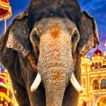 ಈ ಬಾರಿಯ ವಿಶ್ವವಿಖ್ಯಾತ ಮೈಸೂರು ದಸರಾ ಮಹೋತ್ಸವದ ನಾಡಹಬ್ಬ ಜಂಬುಸವಾರಿಯಲ್ಲಿ  ಅಂಬಾರಿ ಹೊರುವ ಆನೆ ಪ್ರಶಾಂತ್ ಆಯ್ಕೆಯಾಗಿದ್ದಾನೆ ಸಚಿವ ಯತೀಂದ್ರ ಸಿದ್ದರಾಮಯ್ಯ