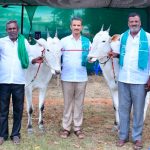 ಹಳ್ಳಿಕಾರ್ ತಳಿ ಜಾತಿಯ ಹೋರಿಗಳನ್ನು ಬೆಳೆಸಿ ಉಳಿಸಲು ಸರ್ಕಾರ ಪ್ರೋತ್ಸಾಹ ನೀಡಬೇಕು ರೈತ ಸಂಘದ ಮುಖಂಡ ಹೊಸಕೋಟೆ ಬಸವರಾಜು