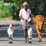 ಎಮ್ಮೆ, ಹಸು, ದನ, ಕುರಿ, ಮೇಕೆ ಕಾಯುತ್ತಾ….