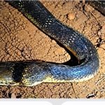 ಕಳಸದಲ್ಲಿ ಬೃಹತ್ ಕಾಳಿಂಗ ಸರ್ಪ ಪ್ರತ್ಯಕ್ಷ
